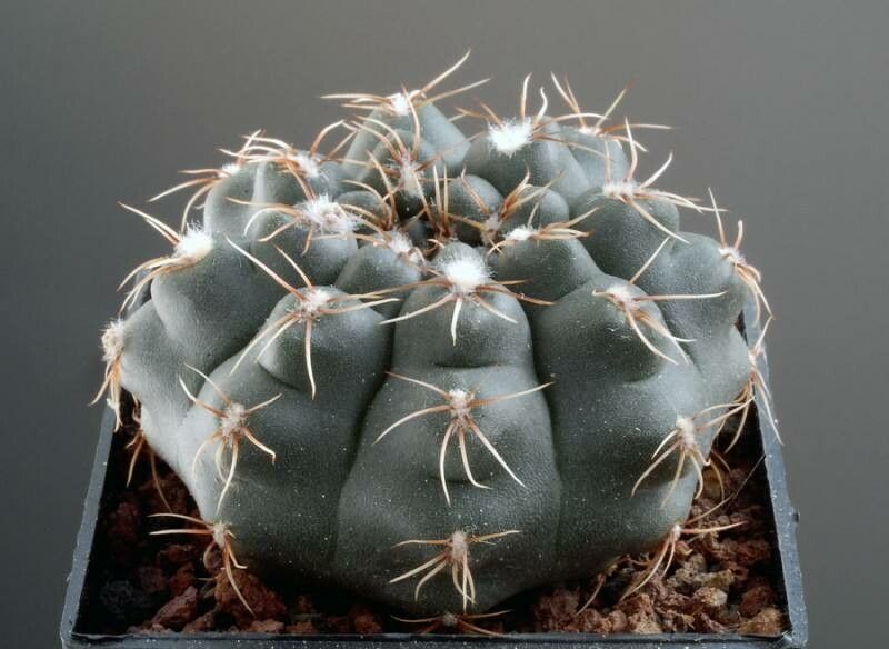 Gymnocalycium leptanthum — search result for 'Gymnocalycium'