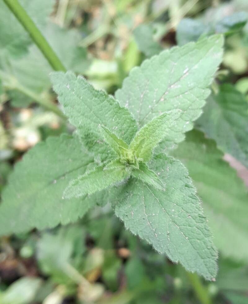 Stachys gilliesii — search result for 'Stachys'