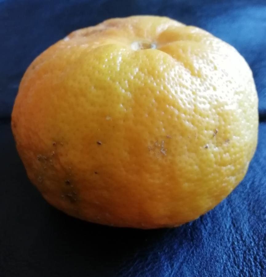 Citrus reticulata x Citrus sinensis — search result for 'Citrus'