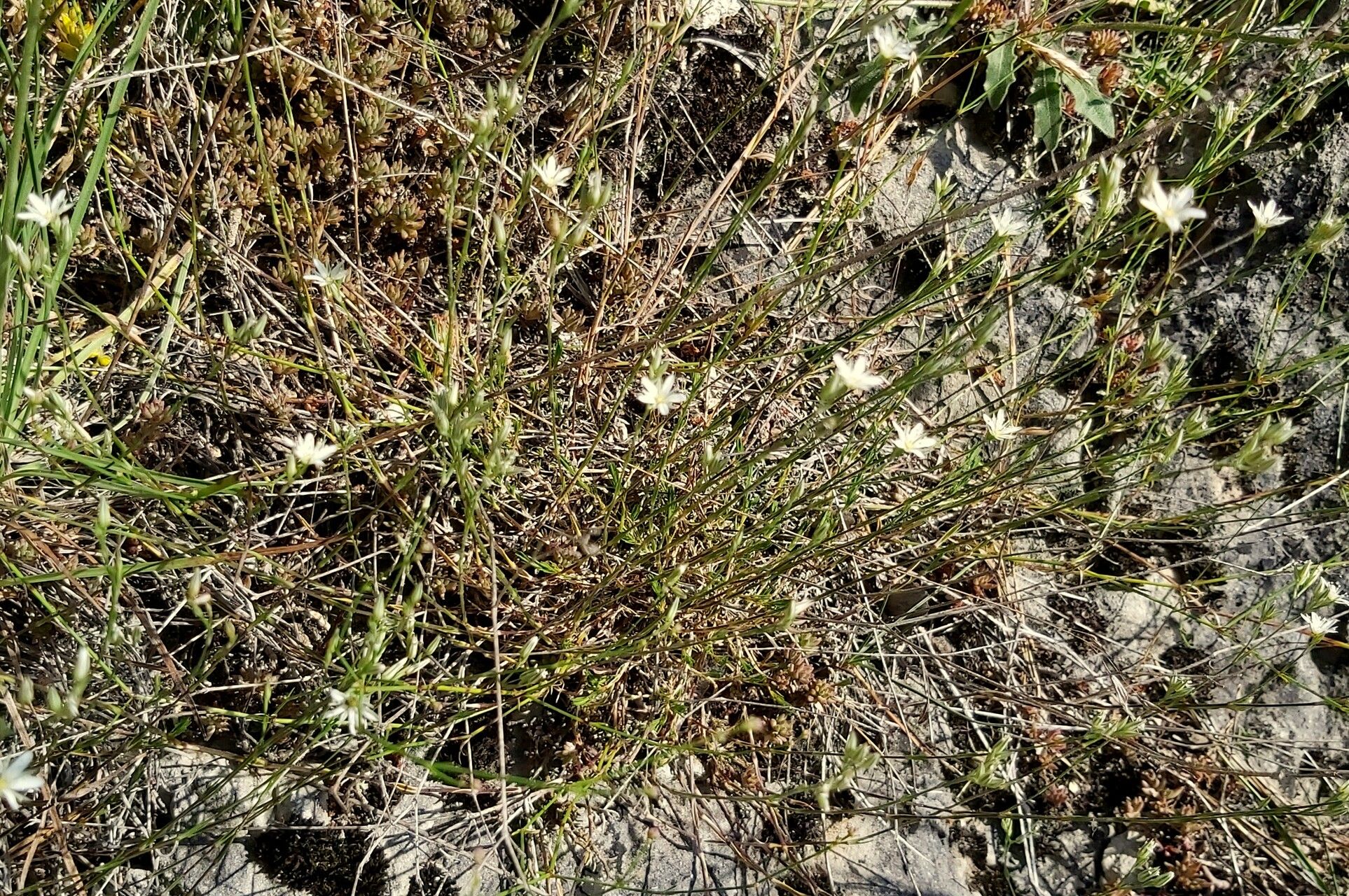 Minuartia setacea flower