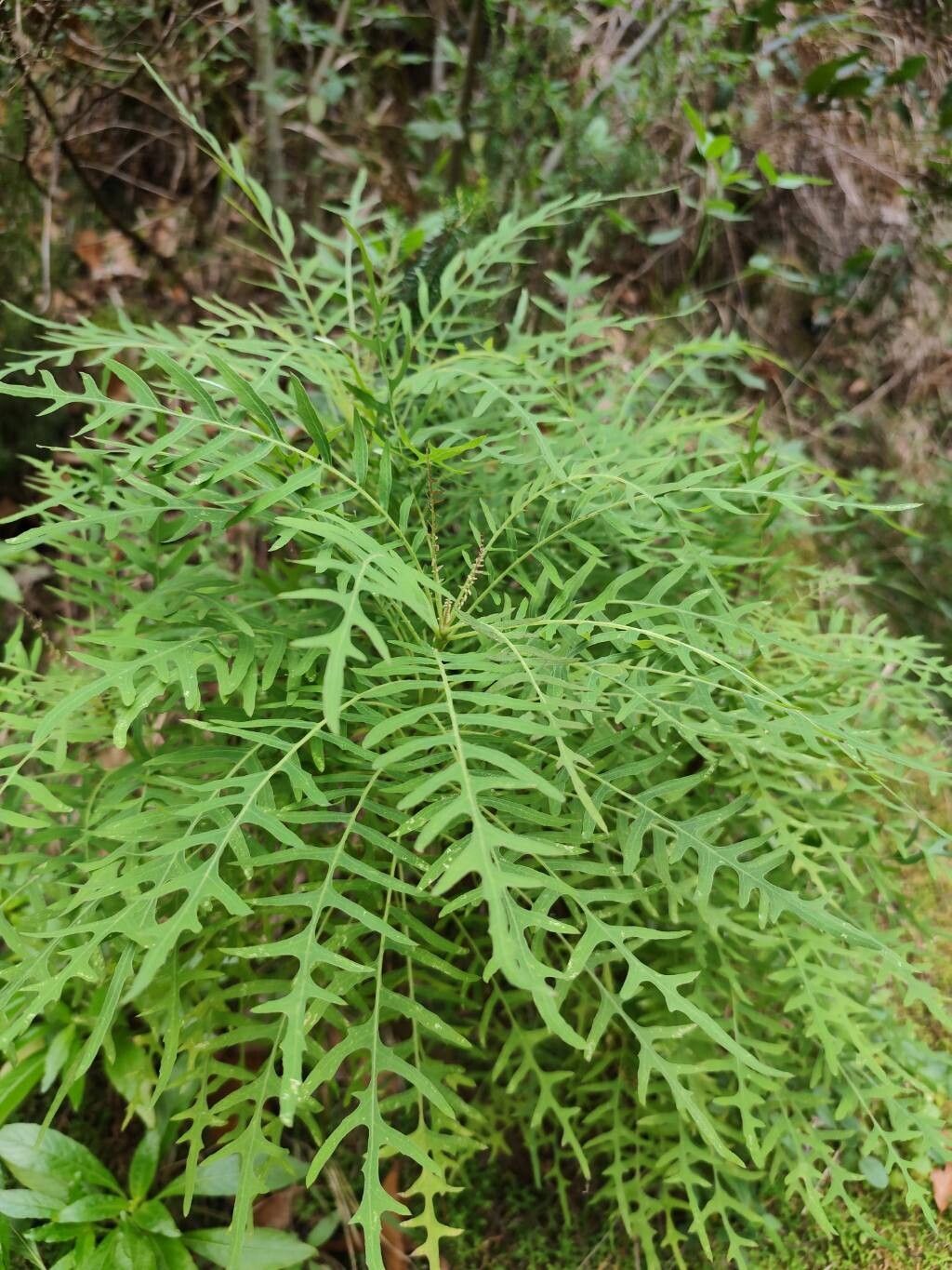 Sonchus pinnatus — search result for 'Sonchus'