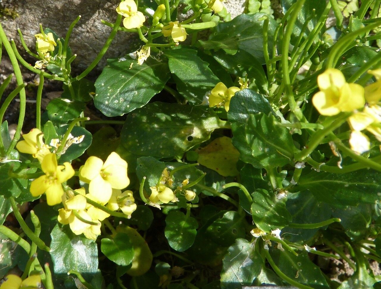 Barbarea rupicola — search result for 'Barbarea'