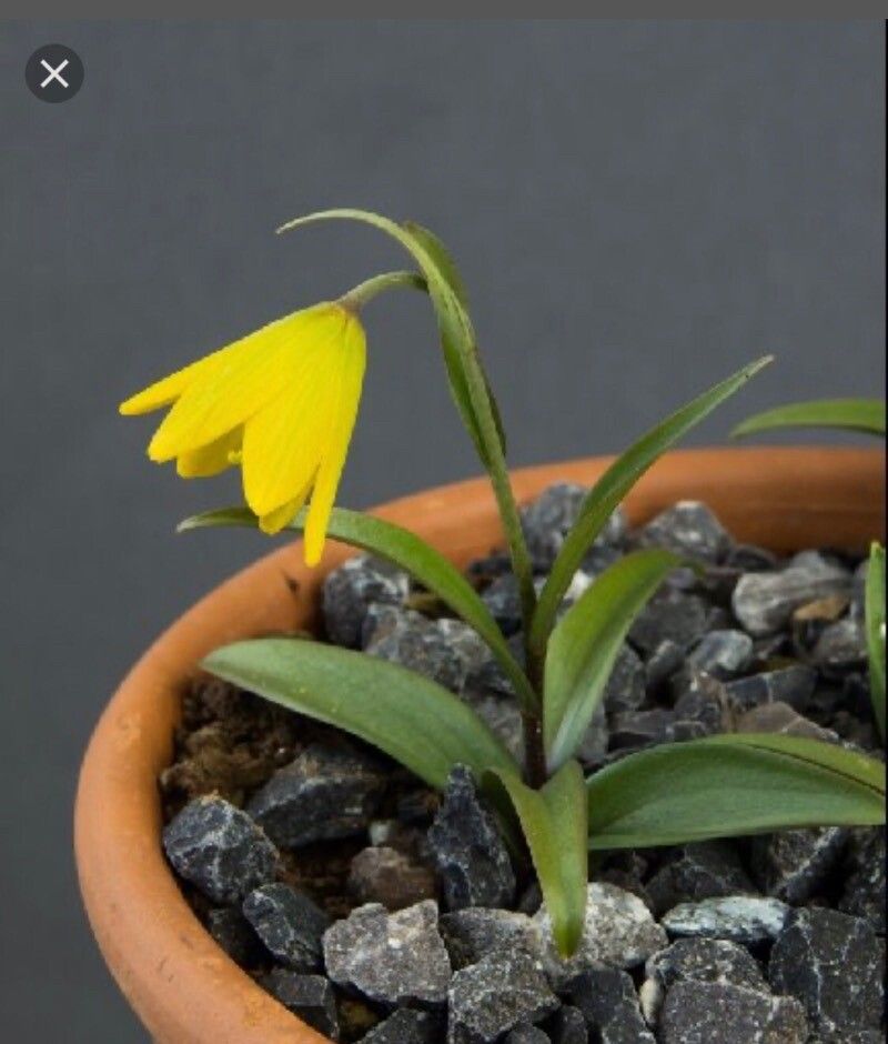 Fritillaria conica flower
