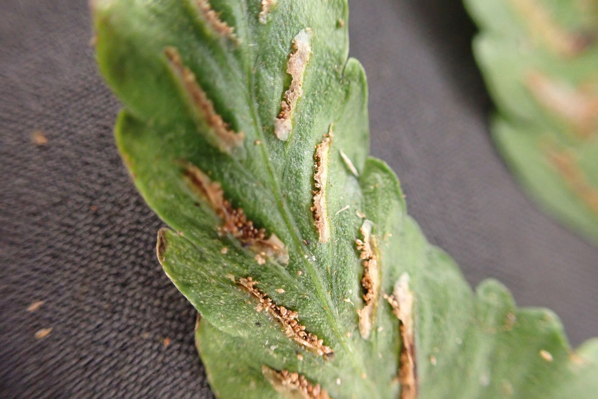 Asplenium inaequilaterale — houseplant care guide