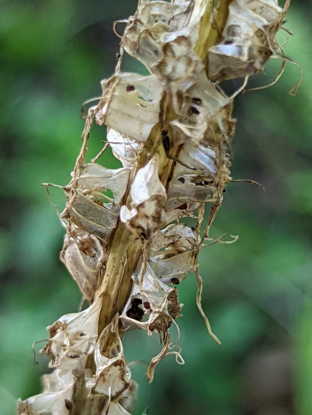 Phyteuma spicatum fruit