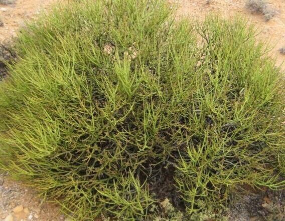 Euphorbia cibdela habit