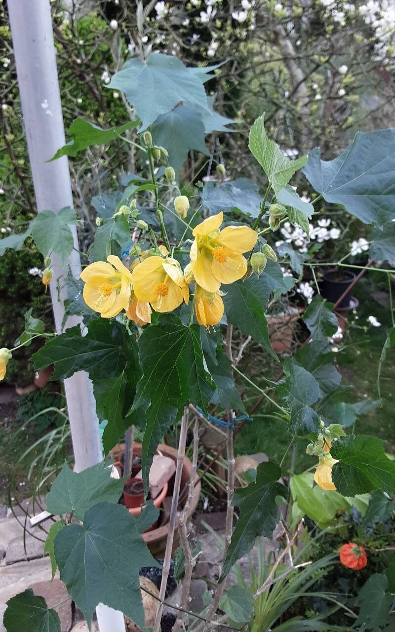 Callianthe darwinii habit