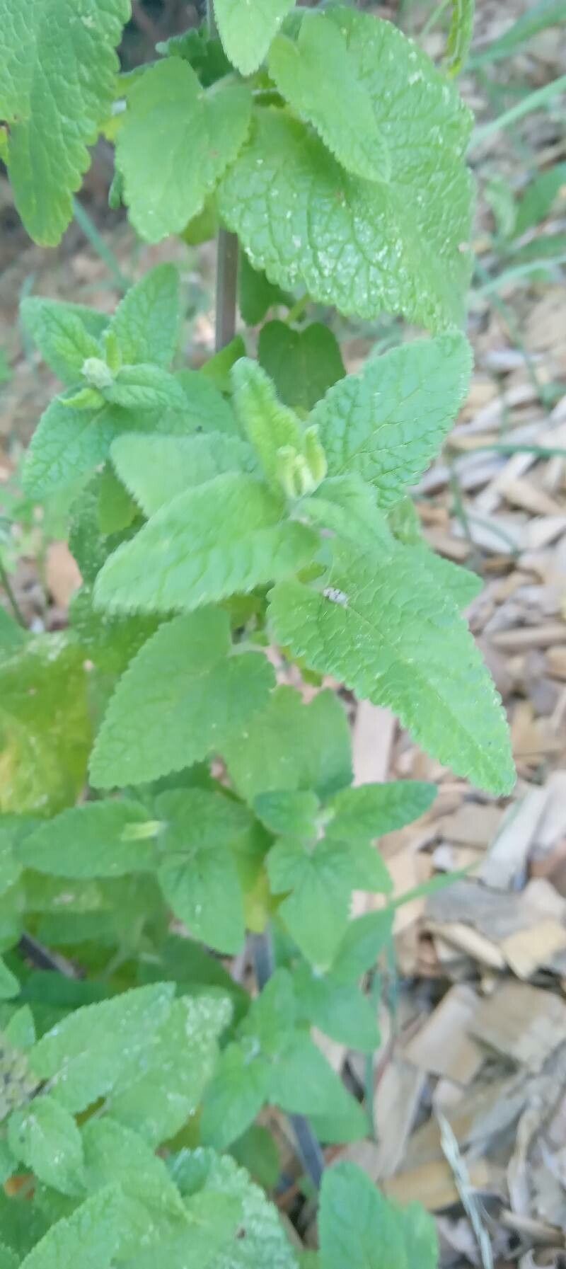 Teucrium hircanicum leaf