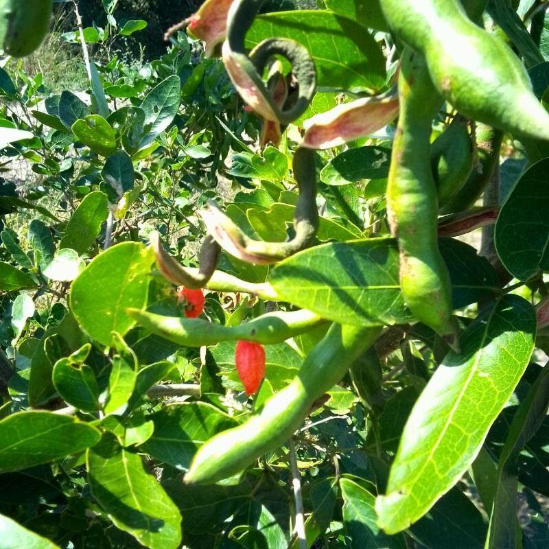 Pithecellobium lanceolatum fruit