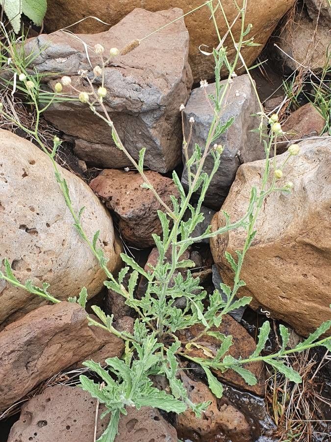 Conyza aegyptiaca leaf