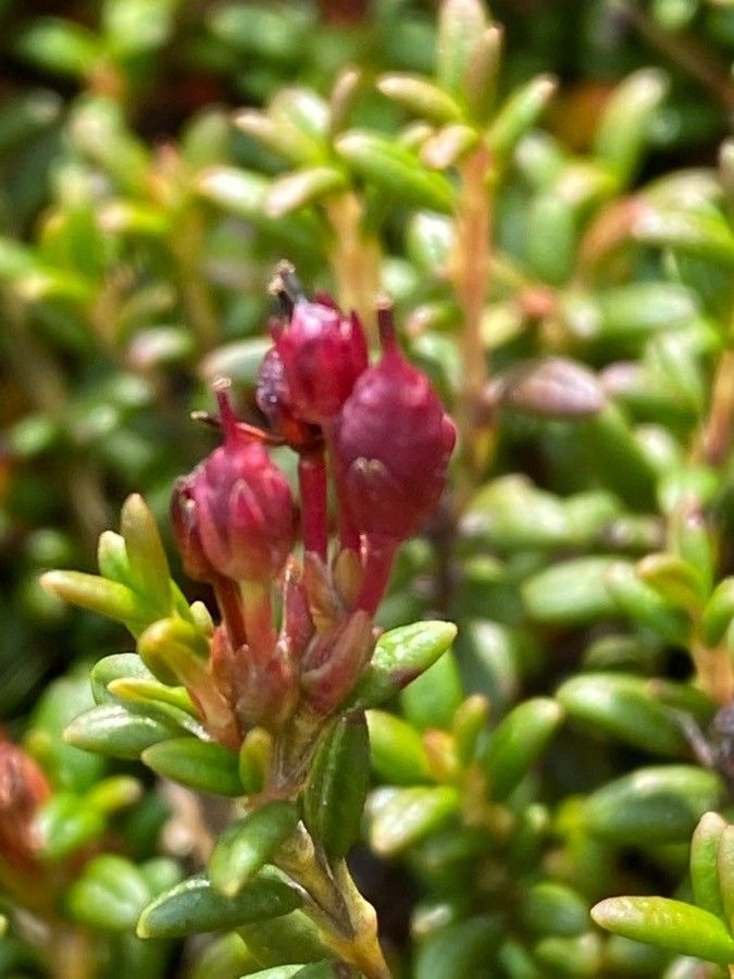 Kalmia procumbens fruit