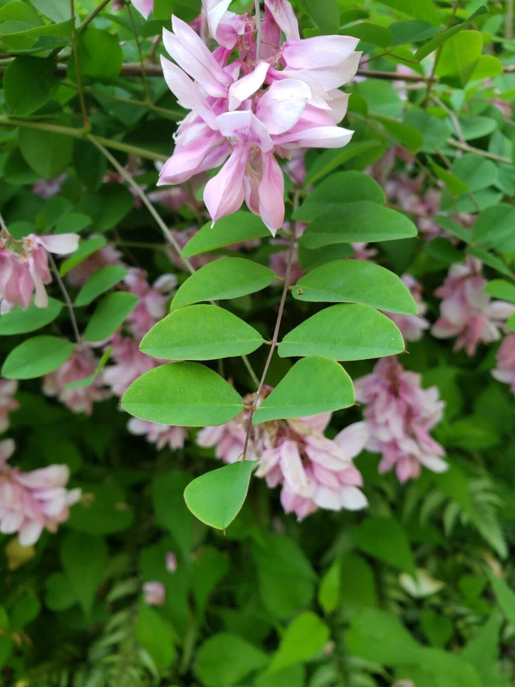 Indigofera incarnata — search result for 'Indigofera'
