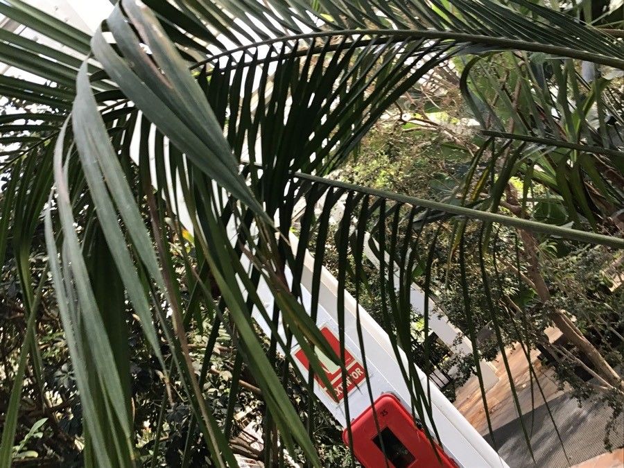 Syagrus schizophylla — houseplant care guide