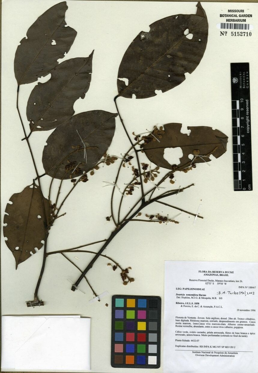 Swartzia tomentifera — houseplant care guide