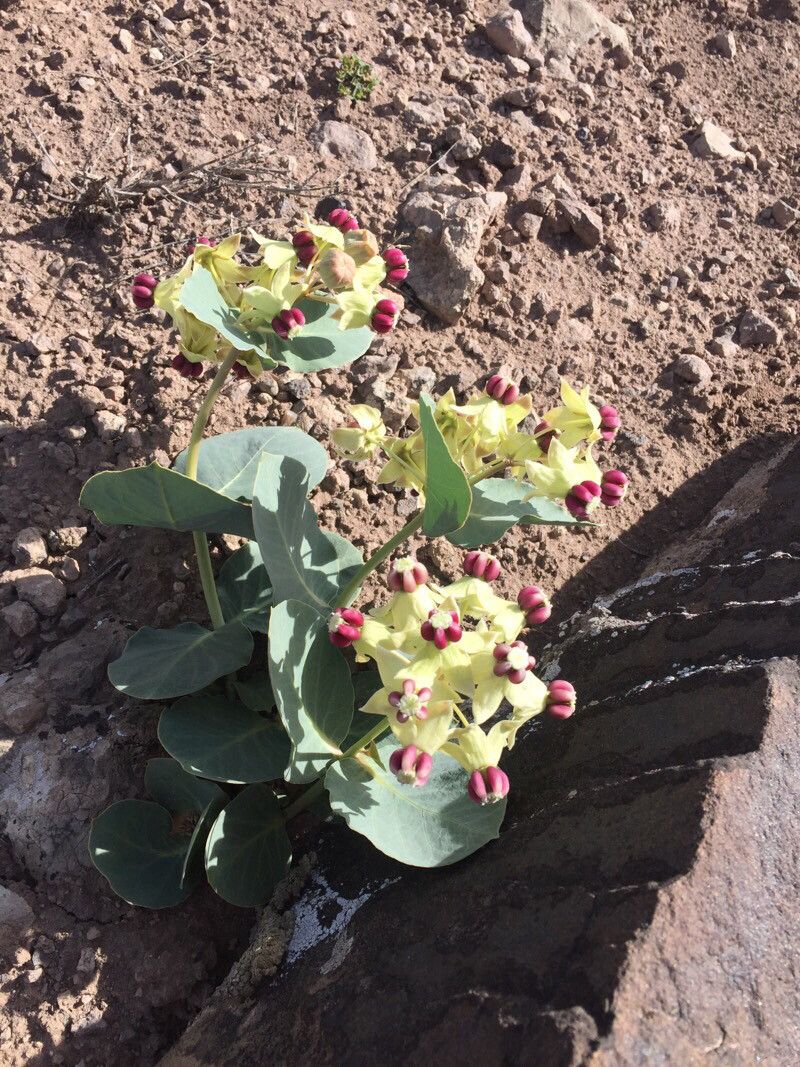 Asclepias cryptoceras — search result for 'Asclepias'