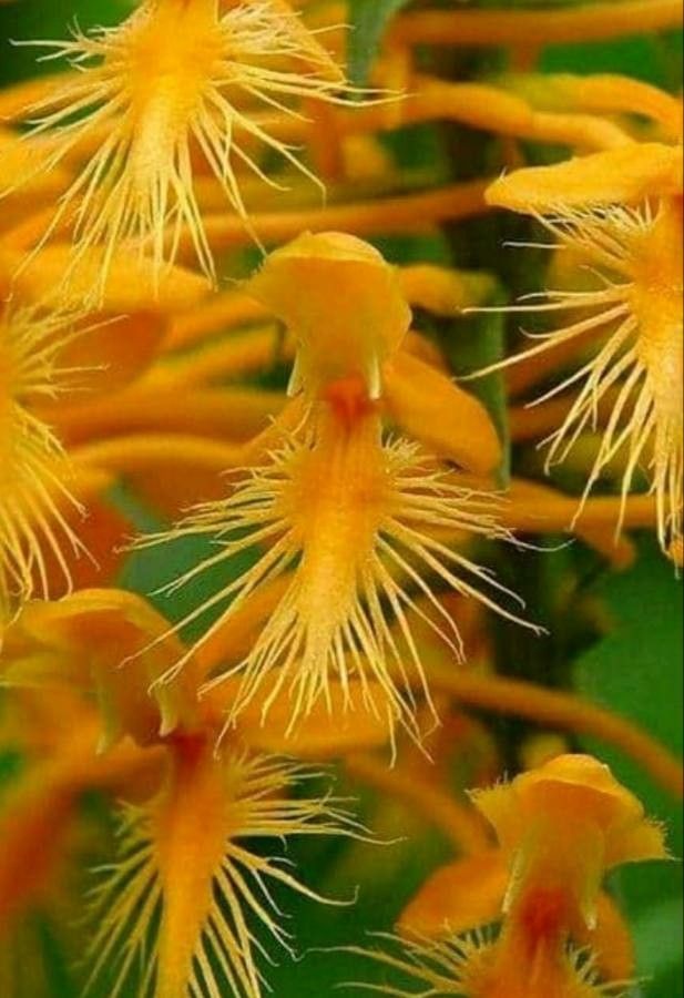 Platanthera ciliaris — search result for 'Platanthera'