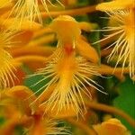 Platanthera ciliaris