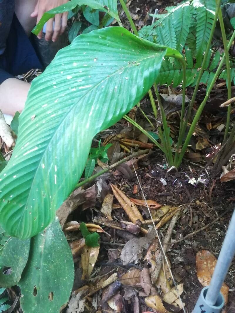 Goeppertia cleistantha — search result for 'Goeppertia'