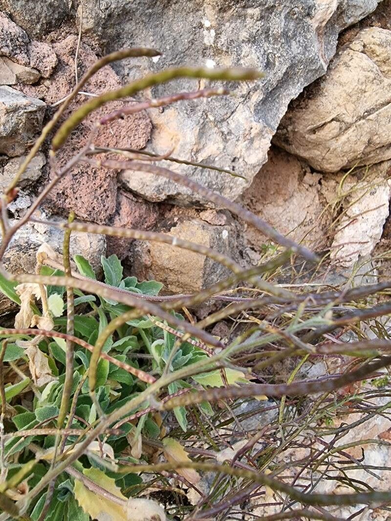 Arabis caucasica fruit