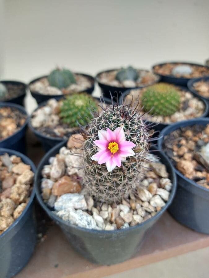 Mammillaria grahamii flower
