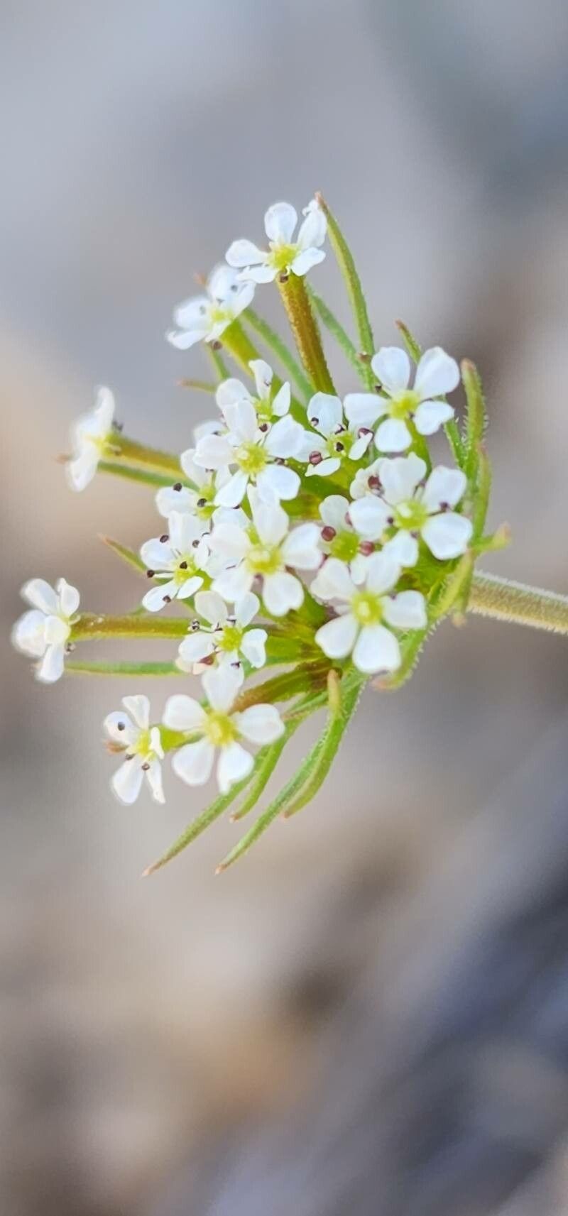 Scandix stellata flower