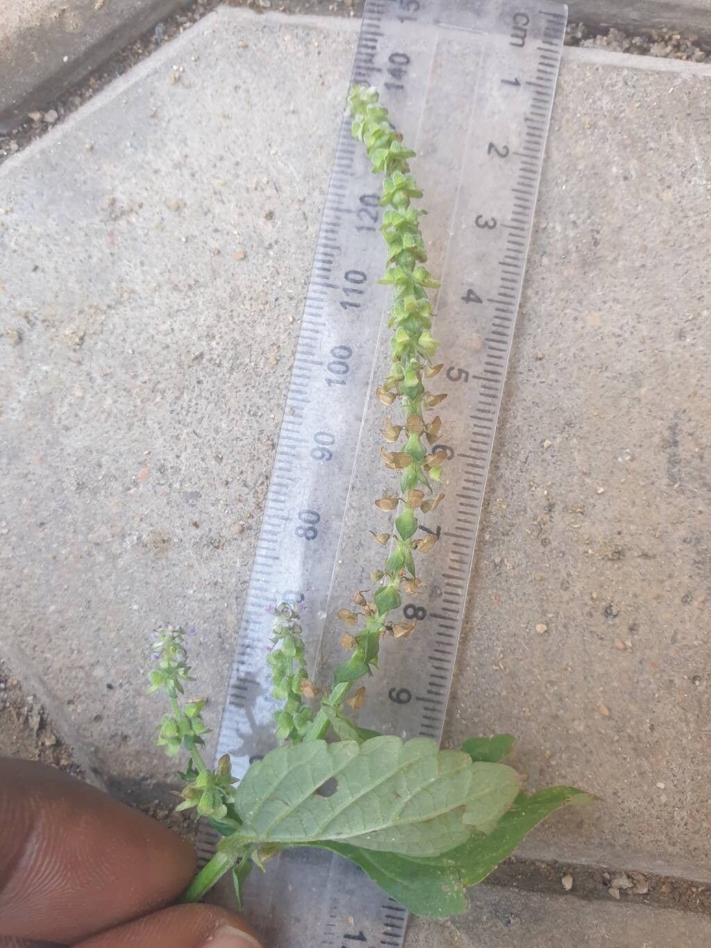 Platostoma africanum — related species from the same genus