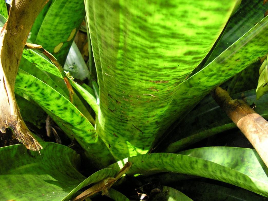 Werauhia kupperiana bark