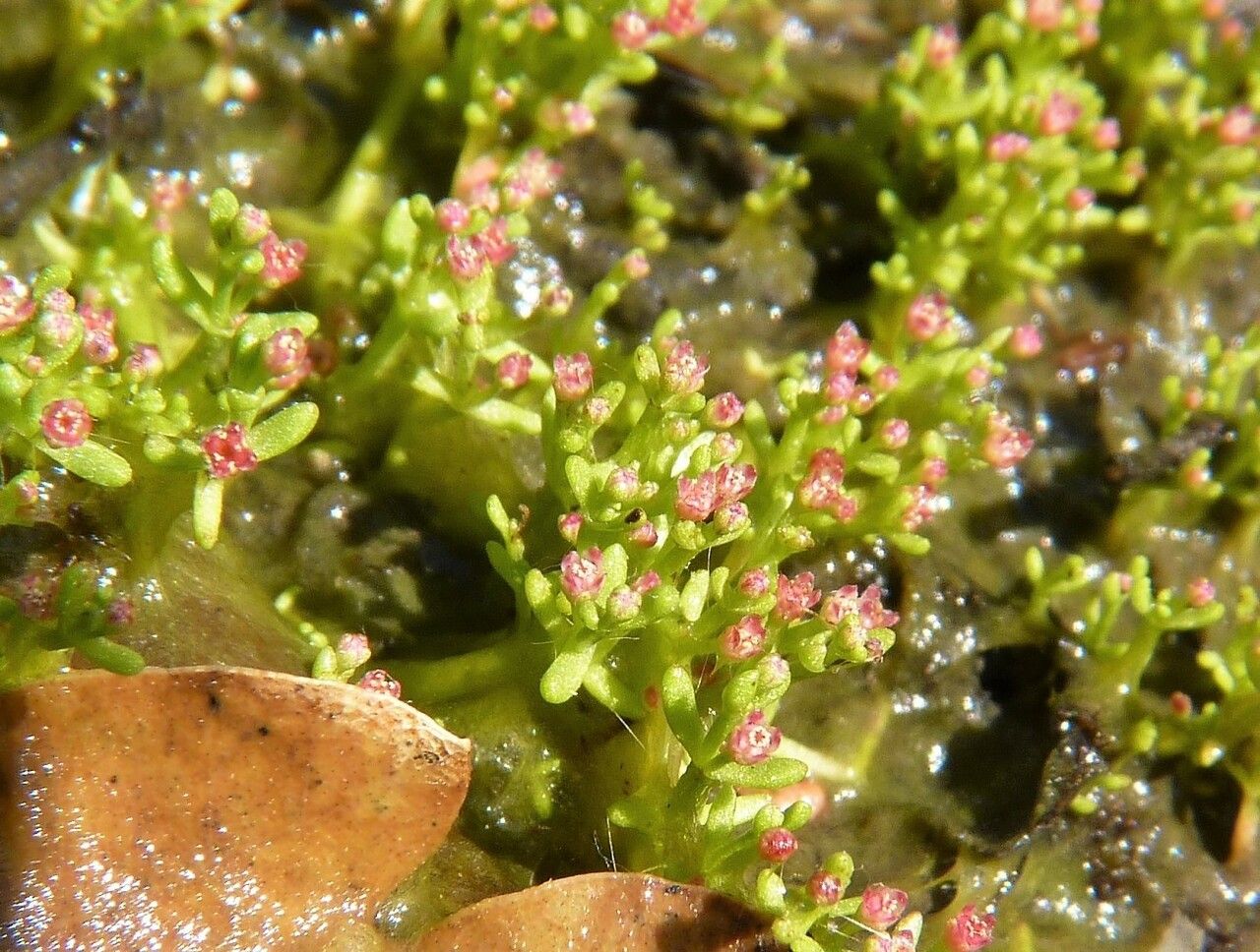 Crassula vaillantii flower
