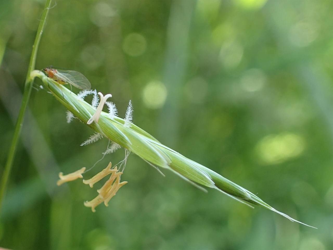 Brachypodium pinnatum fruit