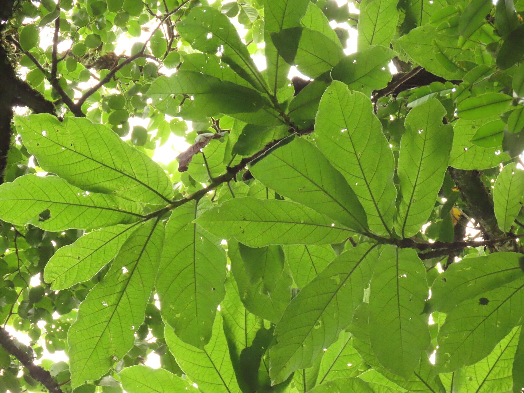 Coccoloba tuerckheimii leaf