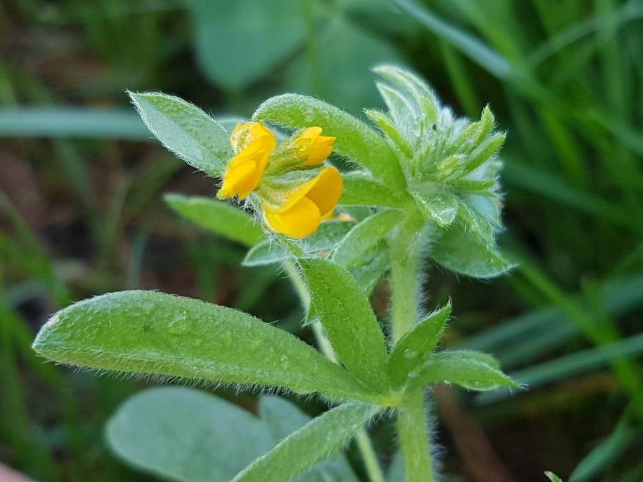 Hymenocarpos circinnatus flower