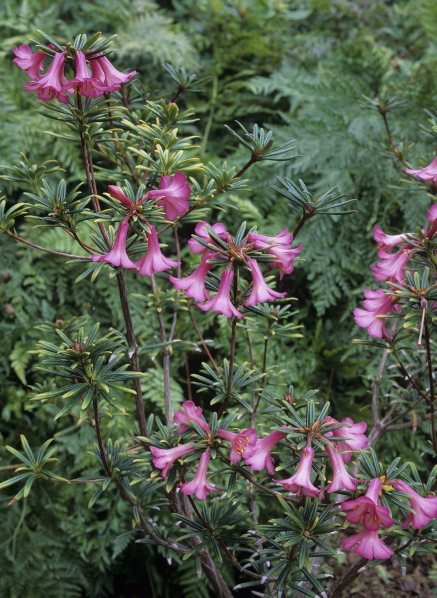 Rhododendron abietifolium habit