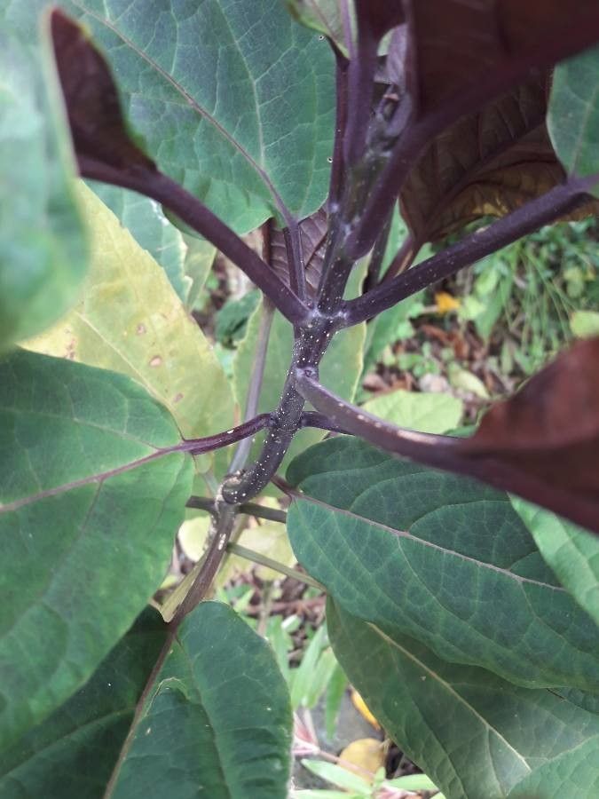 Pseuderanthemum carruthersii bark