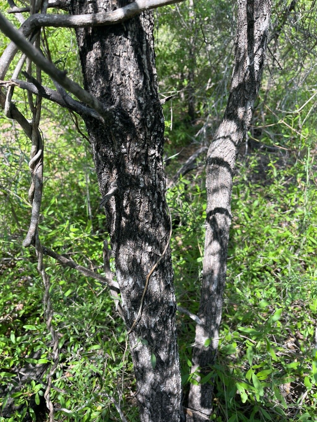 Santalum lanceolatum bark