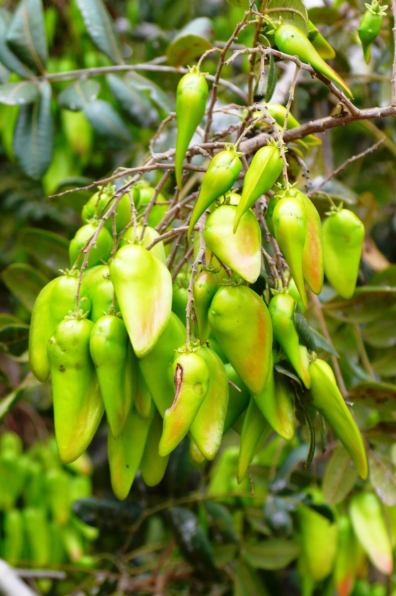Schinopsis brasiliensis fruit