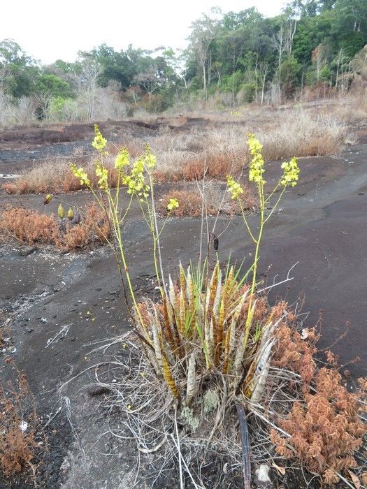 Cyrtopodium andersonii habit