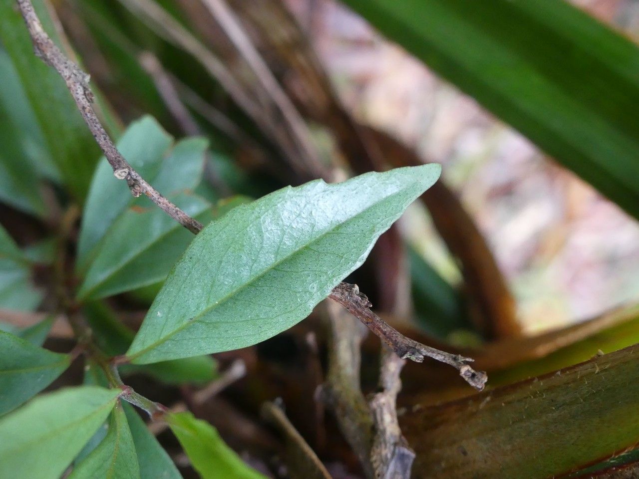 Embelia angustifolia — related species from the same genus