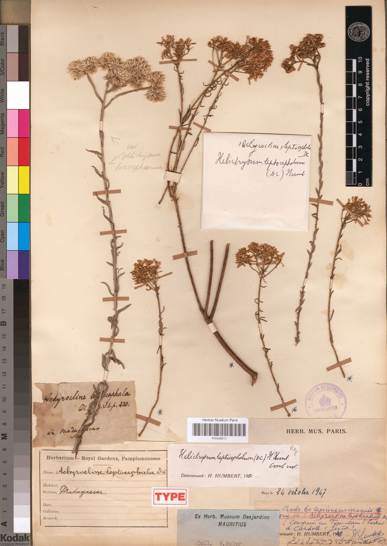 Helichrysum leptocephalum — houseplant care guide