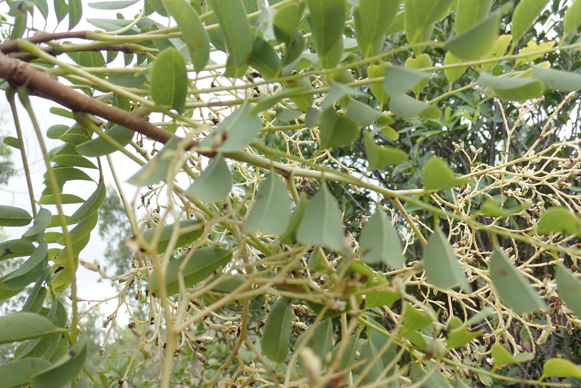 Dalbergia hildebrandtii — houseplant care guide