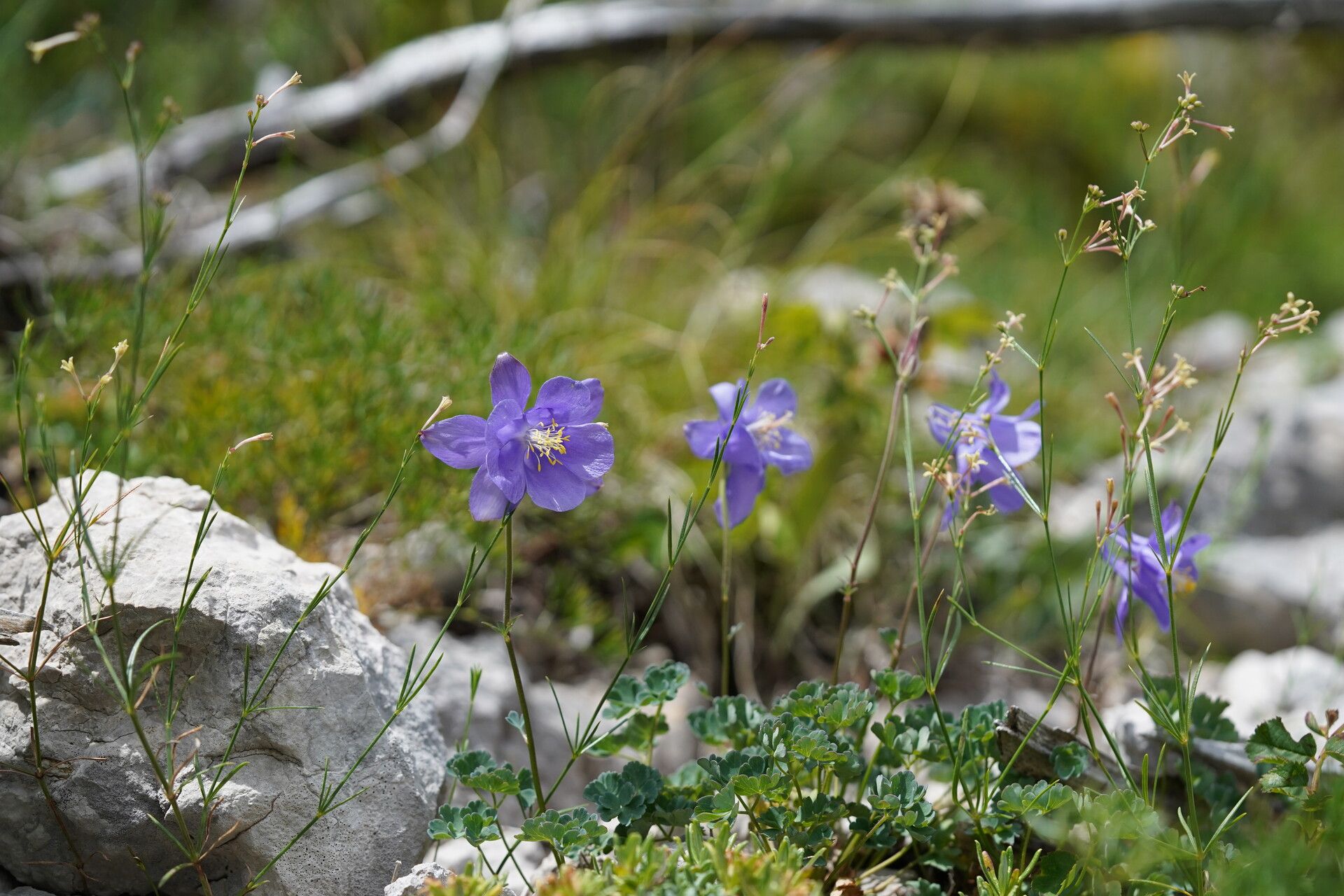Aquilegia kitaibelii habit