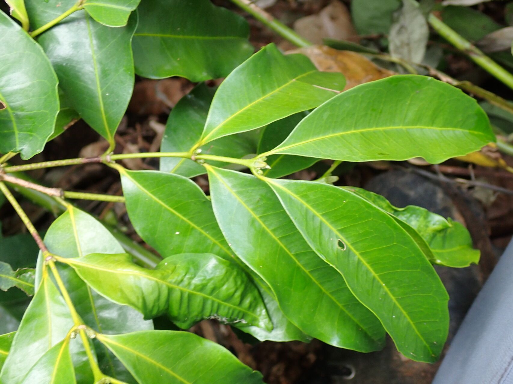 Cassipourea lanceolata — search result for 'Cassipourea'