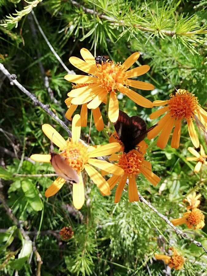Jacobaea abrotanifolia flower
