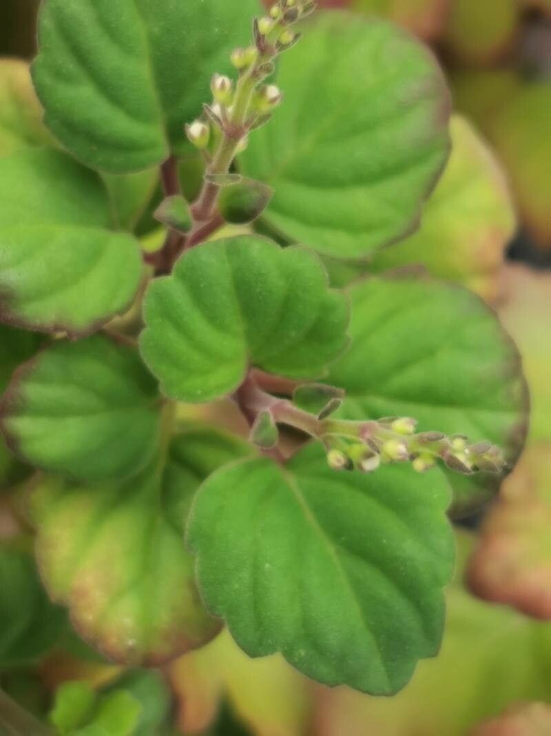 Plectranthus ernstii leaf