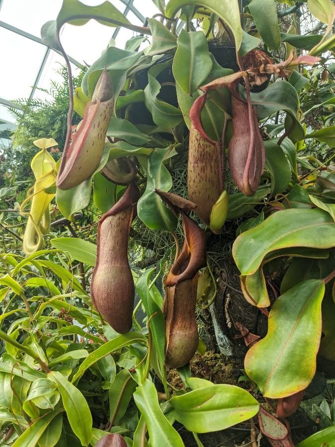 Nepenthes truncata flower