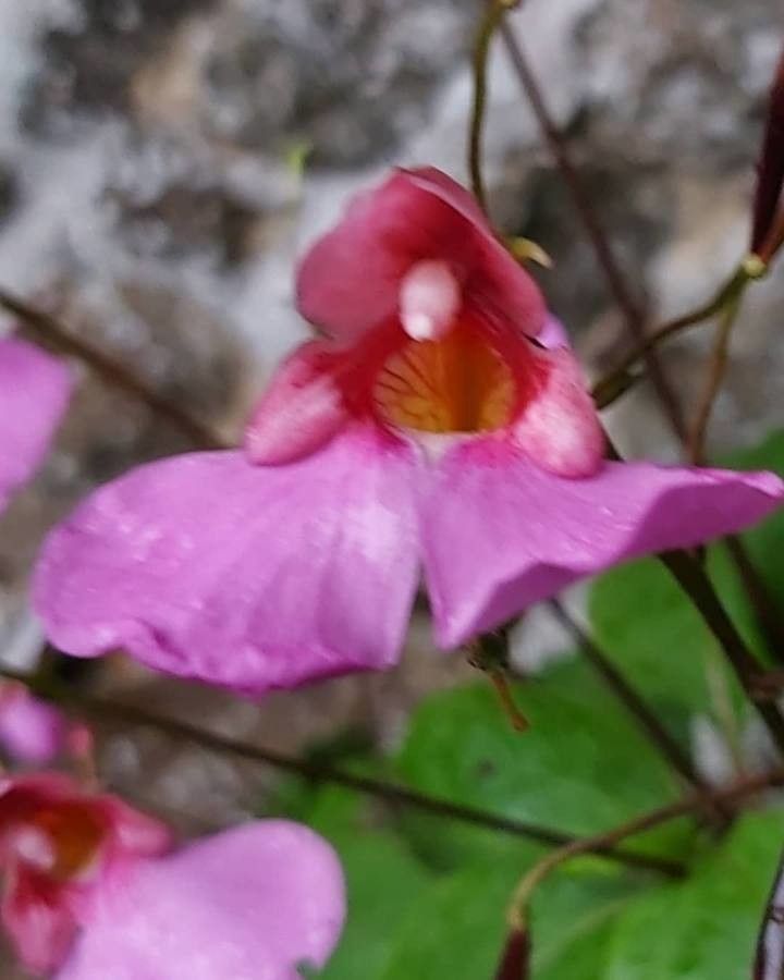 Impatiens flanaganae flower