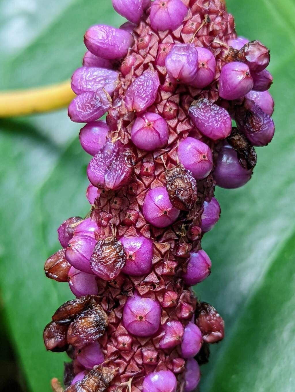 Anthurium lilacinum fruit