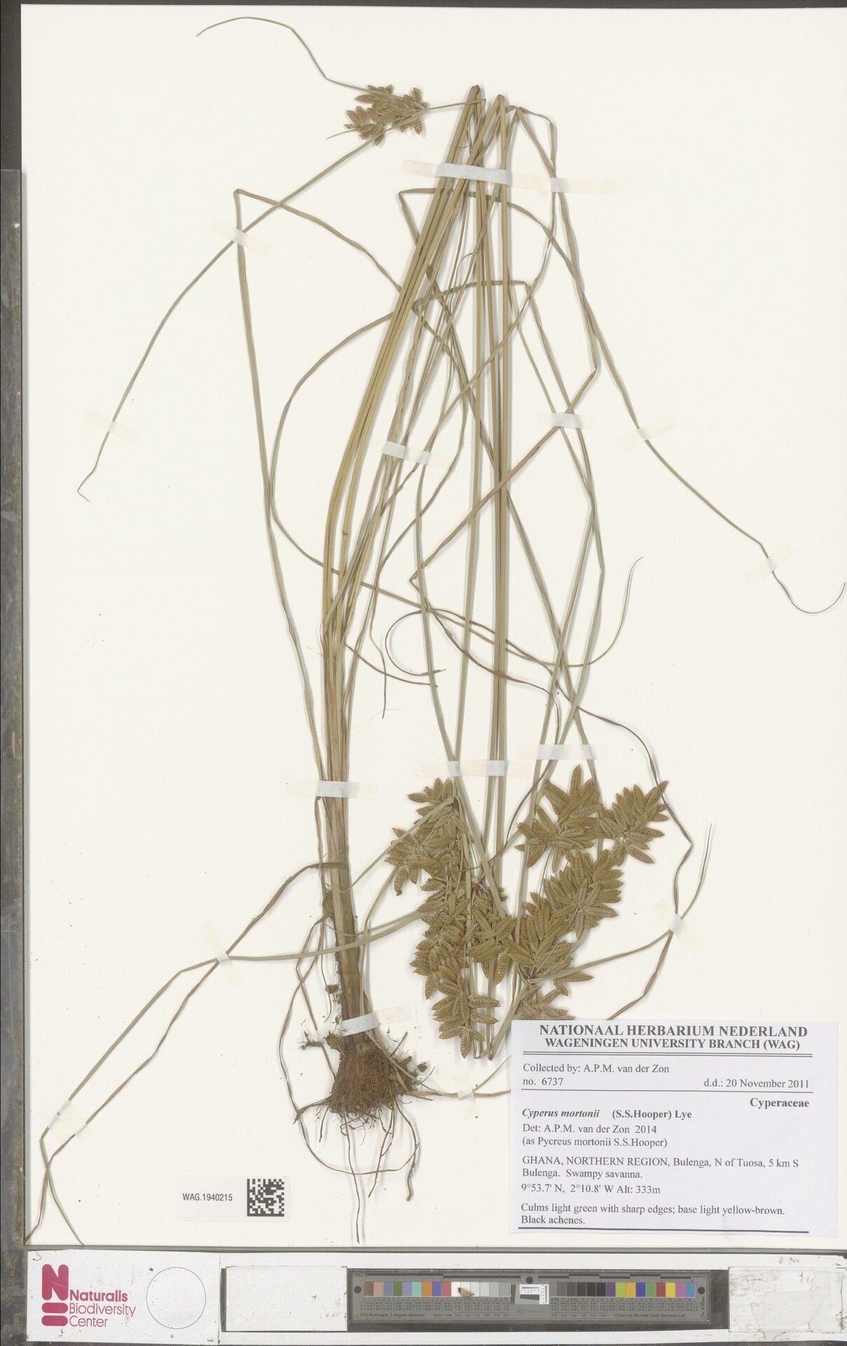 Cyperus mortonii — houseplant care guide