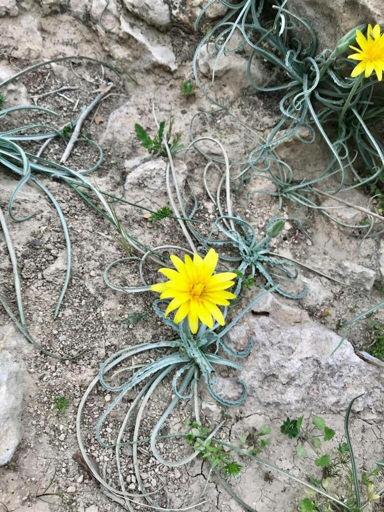 Scorzonera reverchonii other