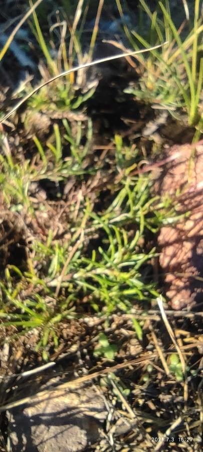 Thymophylla pentachaeta leaf