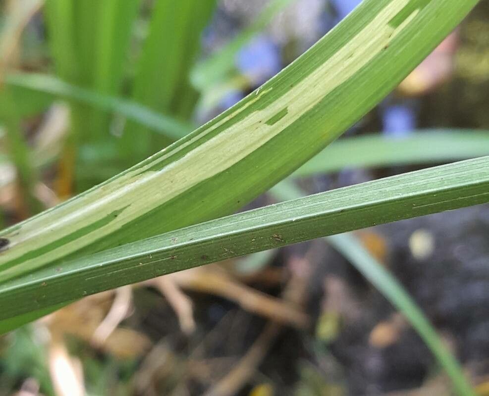 Carex excelsa bark